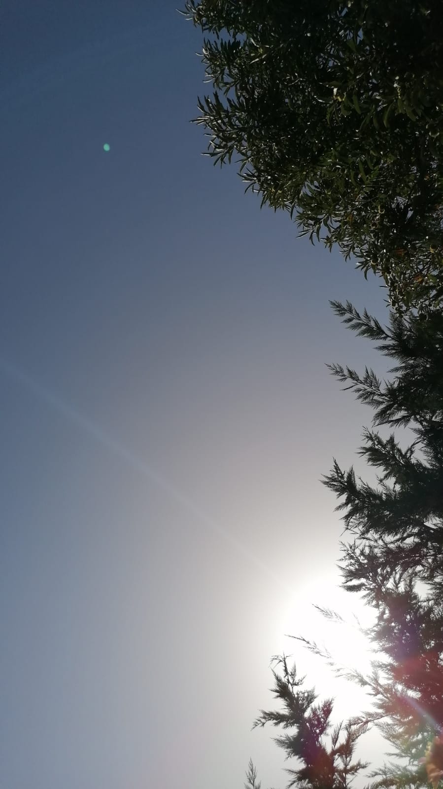   الحقل المجاور